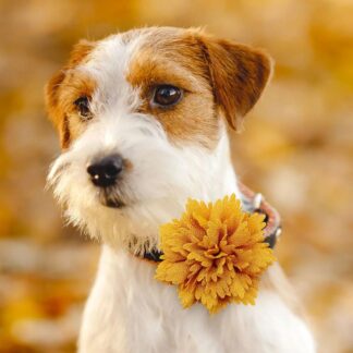 50pcs Thanksgiving Fall Dog Bowties – Adjustable Orange Collar for Pets